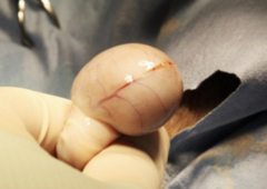 <p>What layer is still intact in this picture of an open castration?</p>