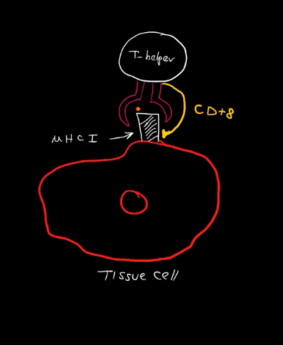 <p>Helps bind t-helper cells to MHC 8</p>