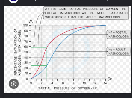 <p>At first the partial pressure doesn’t cause an immediate increase as the HAEMOGLOBIN needs to slowly change shape to then quickly be able to gain the other oxygen molecules (Which is where the line increases and becomes more steep)</p><p>It cuts off when the hg is saturated and no more o2 can load </p>