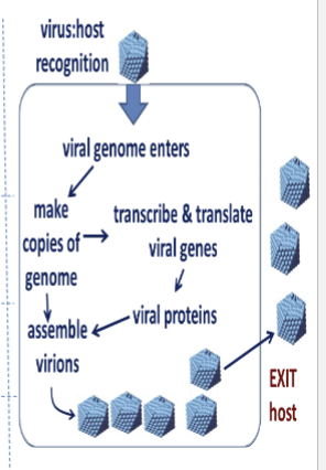 <p>(1) Host recognition &amp; attachment</p><p>(2) genome entry</p><p>(3) synthesis &amp; virion assembly</p><p>(4) exit &amp; transmission</p>