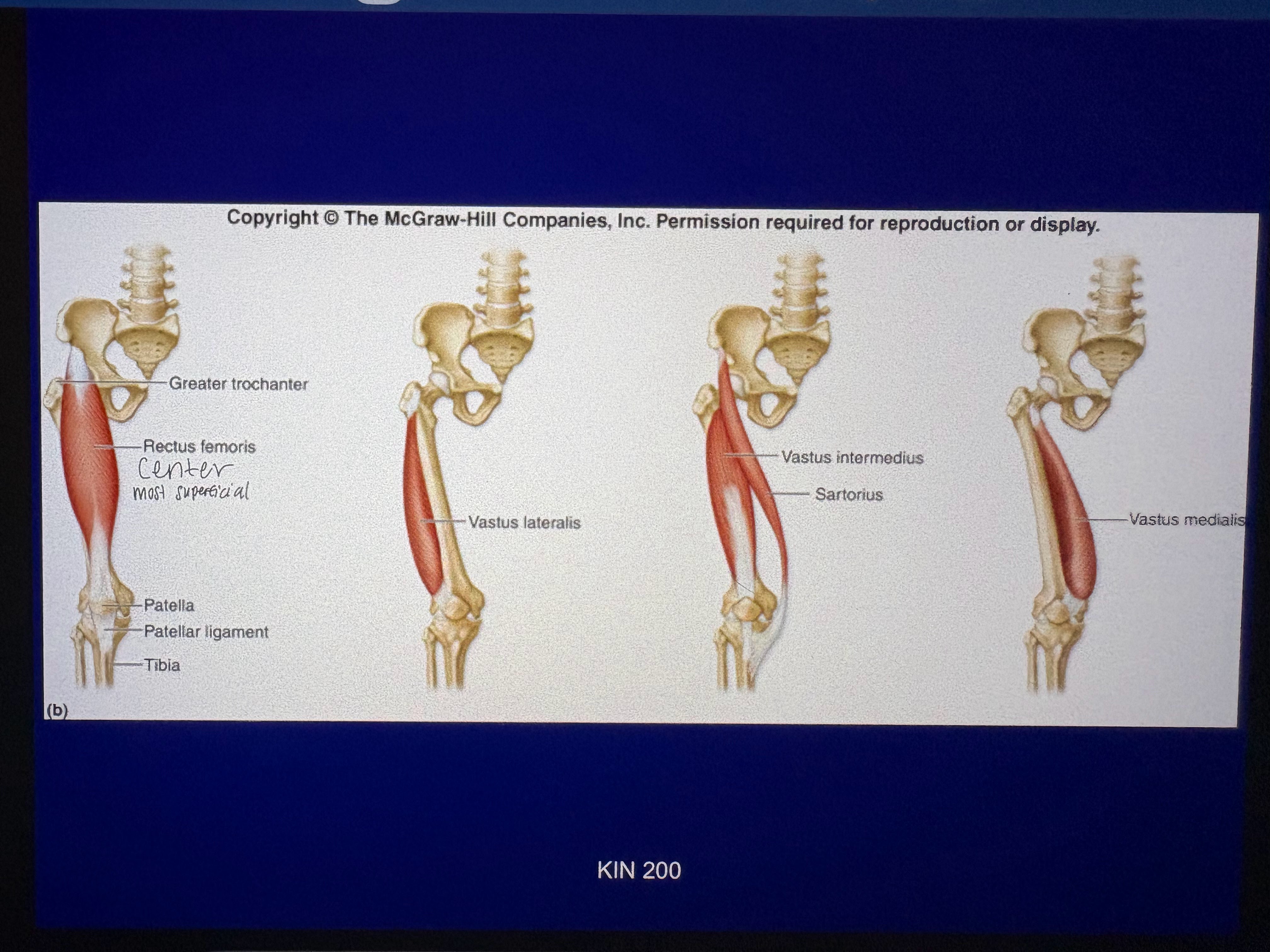 <p>thigh muscles that move the knee joint - extension</p>
