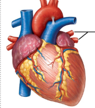 <p><span style="line-height: 17.375px;">Identify the blood vessels shown here.&nbsp;</span></p>