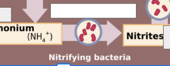 <p>nitrogen cycle: name the step</p>