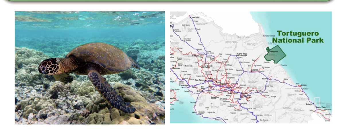 <ul><li><p>Green sea turtles were listed as endangered in 1982 due to decades of overexploitation (adults and eggs). </p></li><li><p>Costa Rica banned exploitation and established Tortuguero National Park in 1970 to protect prime nesting habitat. </p></li><li><p>Nicaragua and other neighbouring countries signed agreements to prohibit trade and establish protections of their own.</p></li></ul><ul><li><p>World-wide, people pushed for safer fishing nets to avoid accidental bycatch.</p></li><li><p> Efforts to educate the public about this species played a role in this. </p></li><li><p>As a result of all of this, in October of 2025, this species was reassessed and is now considered ‘least concern’.</p></li></ul><p></p>