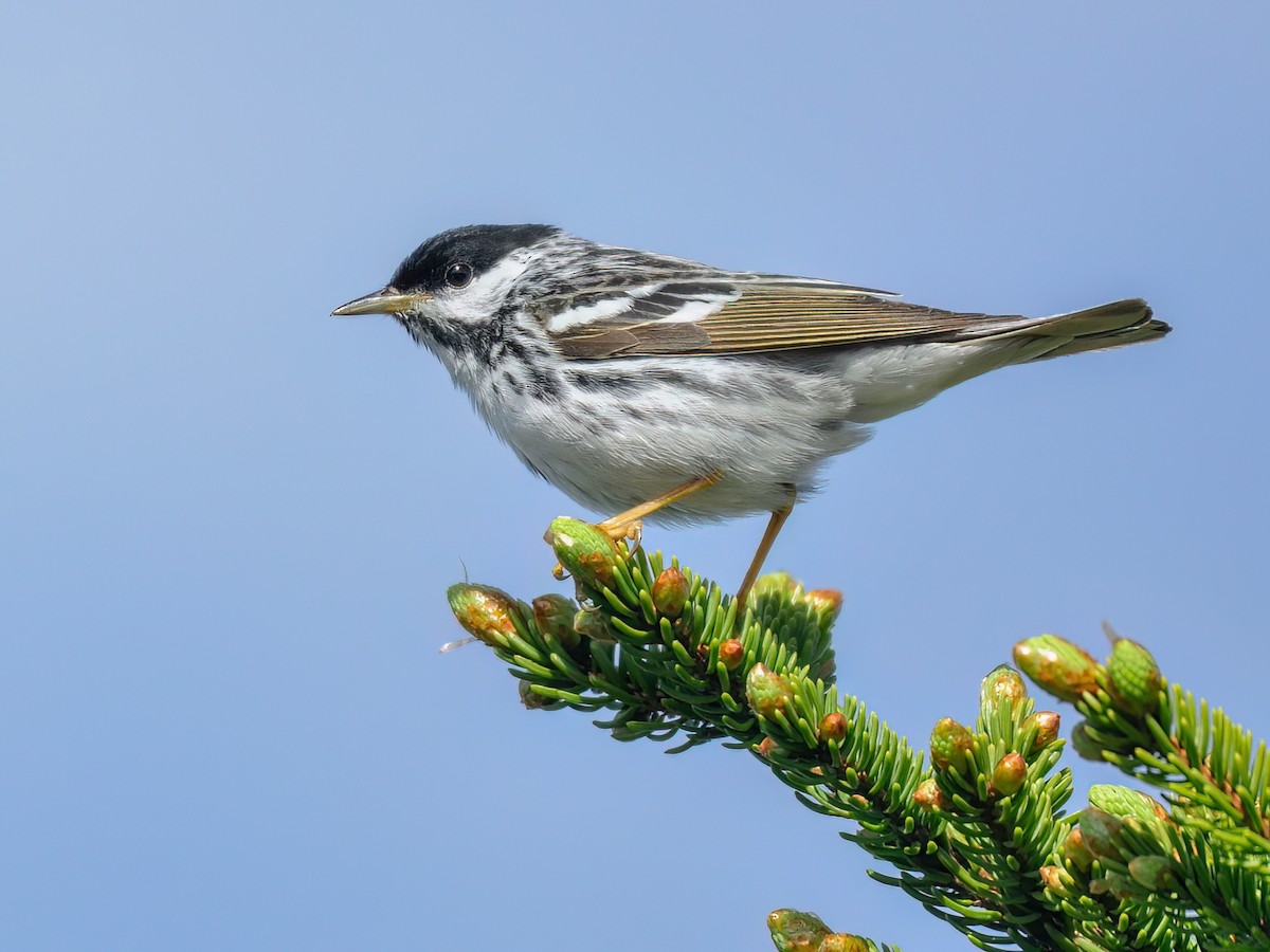 <p>Blackpoll Warbler</p>