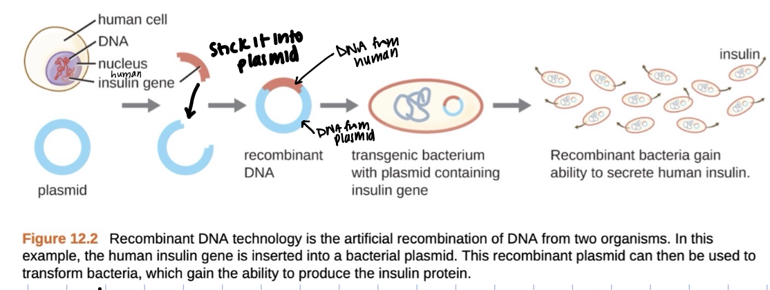 <p>used to get insulin from pigs pancreases, so this is the other alternative to doing that so we dont have to kill lots of pigs</p><ul><li><p>creates a lot of transgenic organisms bc it has recombinant DNA</p></li><li><p>due to the bacterium having the recombinant dna, the cell is now expressed as insulin</p></li><li><p>allows us to create more human insulin effectively.</p></li></ul><p></p>