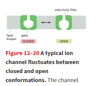 <p>1) <strong>Ion selectivity</strong> – only specific ions can pass through.<br>2) <strong>Gating</strong> – channels open and close in response to a stimulus.</p>