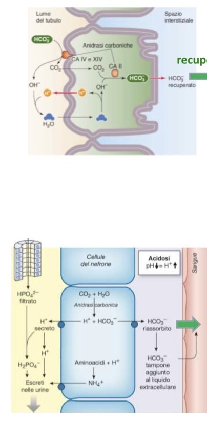 <p><span>• </span><strong><span>Importanza:</span></strong><span> È il principale tampone extracellulare, essenziale per non sviluppare acidosi metabolica. Non viene riassorbito direttamente nella sua forma originaria (HCO_3^-).</span></p><p><span>• </span><strong><span>Riassorbimento:</span></strong></p><p><span>• Membrana apicale: l'</span><strong><span>Anidrasi Carbonica IV</span></strong><span> scinde il bicarbonato in CO_2 e OH^-.</span></p><p><span>• Antiporto Na+/H^+: secerne attivamente H^+ nel lume, che si combina con OH^- formando acqua. La CO_2 attraversa liberamente la membrana ed entra nella cellula.</span></p><p><span>• Dentro la cellula: l'</span><strong><span>Anidrasi Carbonica II</span></strong><span> ricombina CO_2 e acqua formando nuovo bicarbonato e H^+.</span></p><p><span>• Il bicarbonato esce dalla membrana basolaterale via co-trasporto Na+/HCO_3^- verso il sangue.</span></p><p><span>• </span><strong><span>Sintesi "ex novo" (Clearance negativa):</span></strong></p><p><span>• In acidosi metabolica i reni secernono ioni H^+ nel lume che si legano a </span><strong><span>tamponi urinari</span></strong><span> (fosfato monobasico HPO_4^{2-} e ammoniaca NH_3).</span></p><p><span>• Per ogni H^+ secreto che si lega a questi tamponi (e viene escreto), si genera un nuovo HCO_3^- intracellulare che viene rilasciato nel sangue.</span></p><p><span>• Questo evita la perdita di bicarbonato e ne produce di nuovo. In acidosi si ha una </span><strong><span>clearance negativa</span></strong><span> (ne viene aggiunto al plasma più di quanto filtrato).</span></p>