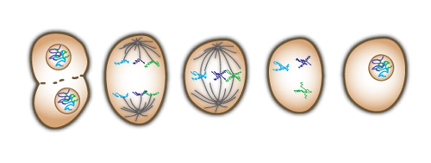 <p>A type of cell division that results in two daughter cells each having the same number and kind of chromosomes as the parent nucleus, typical of ordinary tissue growth.</p>