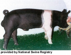 <p>This breed of pig is a paternal/terminal line with a black and white belt, excelling in leanness, growth, and muscling</p>