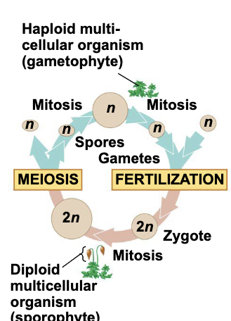 <p>Haplodiplotonic cycle (plants and algae)</p>
