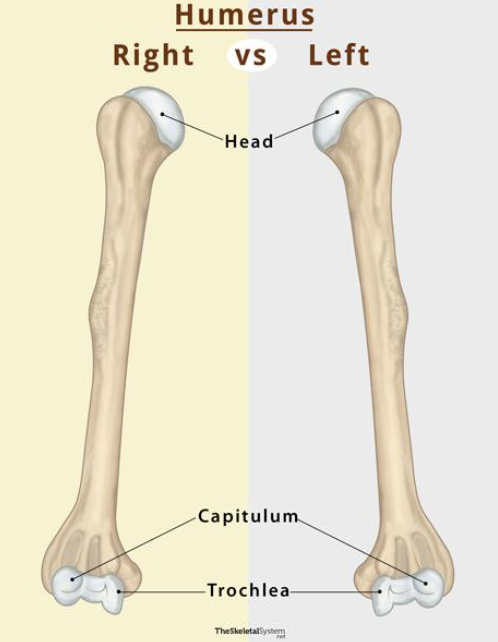 <p>“Team” - Second most medial proptuberence, right of epicondyle</p>