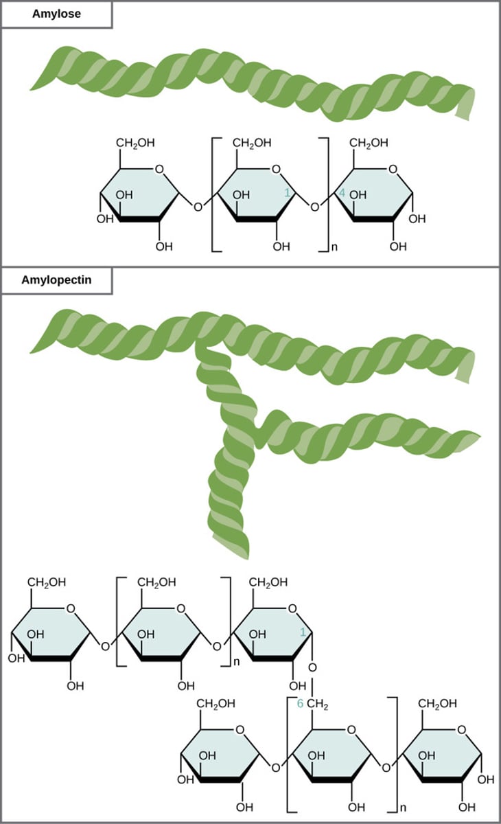 <p>starch</p>