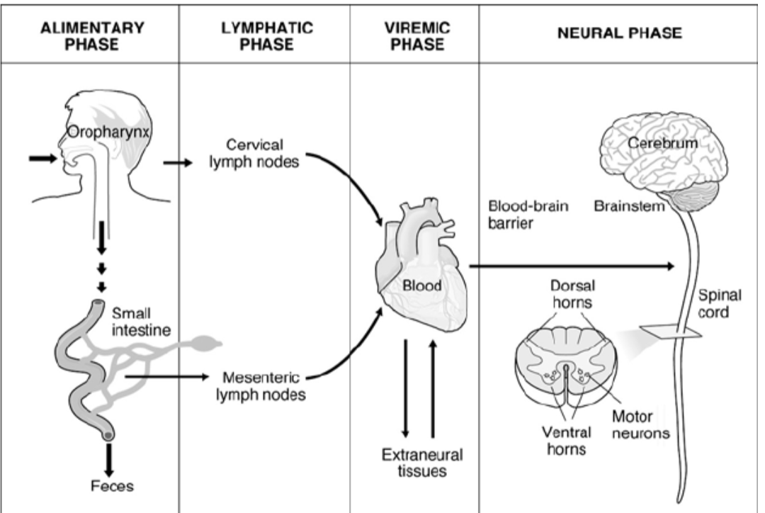 <p>polio replicates in the oropharyngeal and intestinal mucosa, eventually spreading to the tonsils and lymphatic tissue in the small intestine</p><p>once the virus enters the bloodstream in the viremic phase, it can spread to the spinal cord and cross the blood-brain barrier, destroying nerves and causing <strong><u>paralysis</u></strong></p>