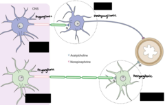 <p>Are the purple neuron/ganglion sympathetic or parasympathetic? (look at length of axons)</p>