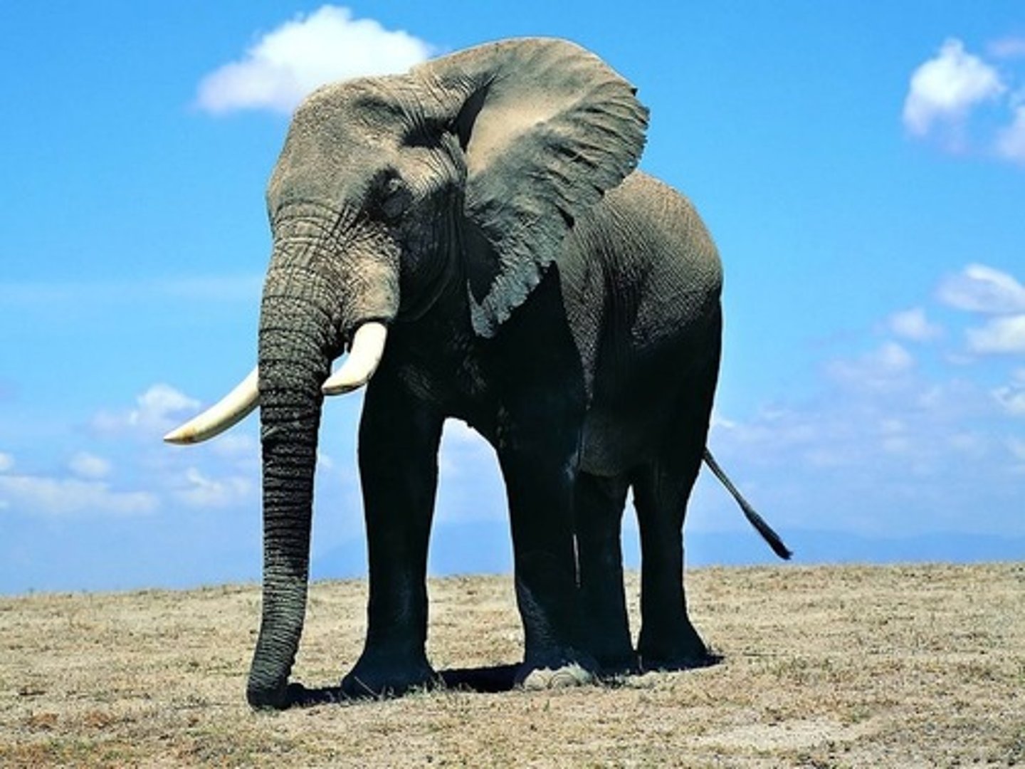 <p>large, great</p>