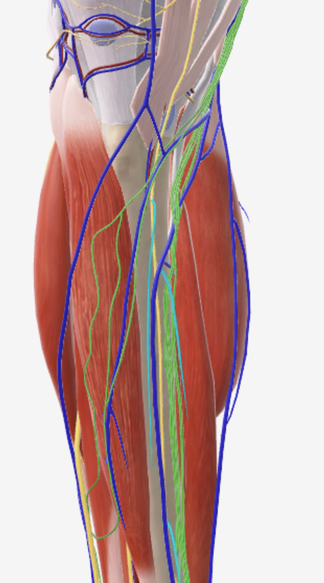 <p>Oppervlakkig, anterior zicht</p>