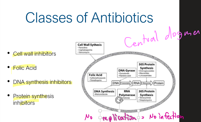 <p>Cell wall inhibitors, Folic Acid, DNA synthesis inhibitors, Protein synthesis inhibitors</p>