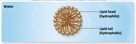 <p>Micelles are when?</p>