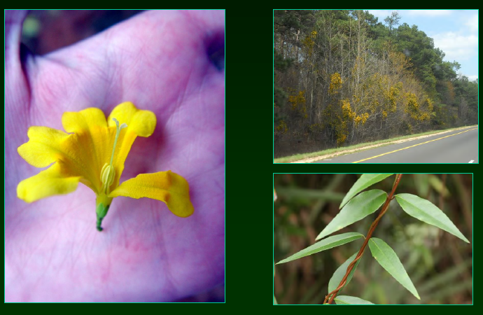 <p>•</p><p>Gelsemiaceae</p><p>•</p><p>Distylous</p><p>•</p><p>Key Characters:</p><p>•</p><p>Vine</p><p>•</p><p>Yellow flowers</p><p>•</p><p>Opposite, evergreen leaves</p>