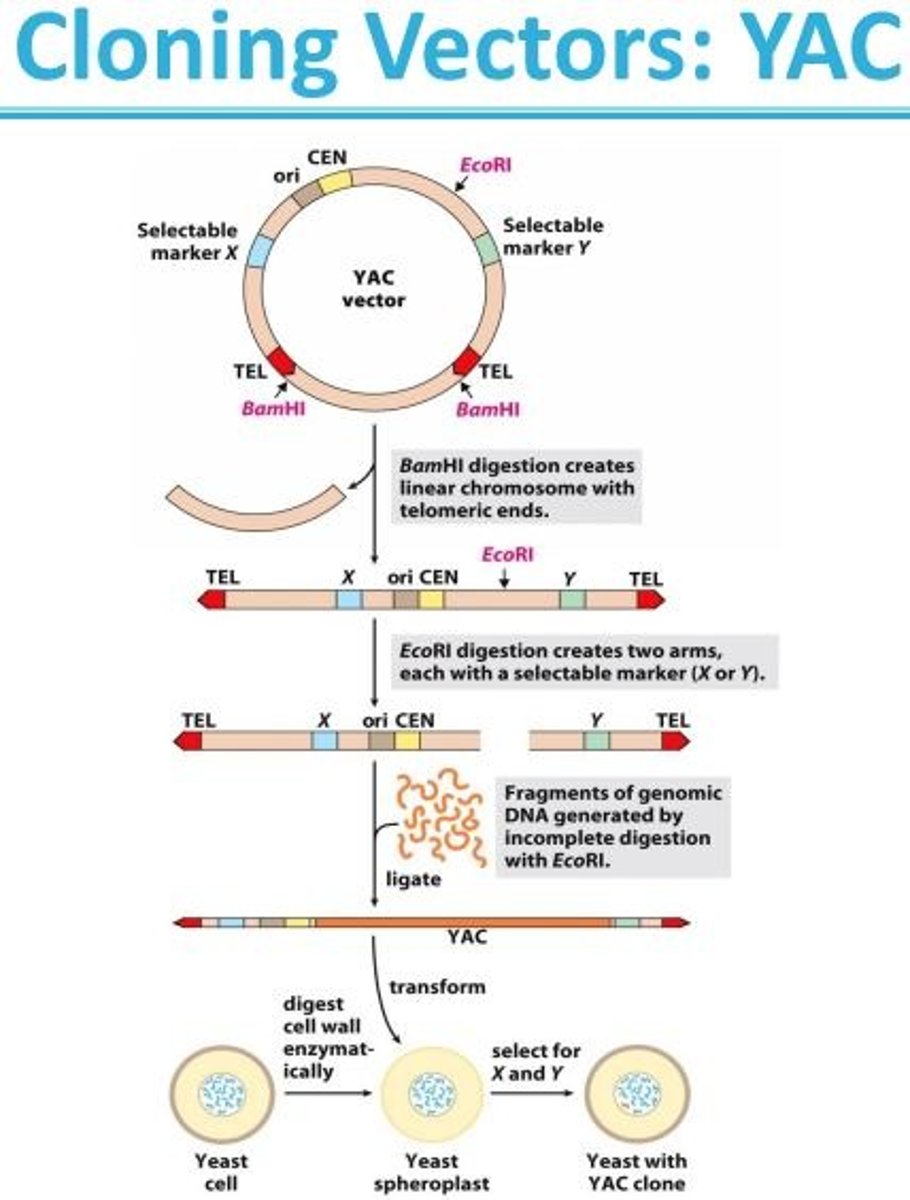 <p>E. coli cells are by no means the only hosts for genetic engineering. Yeasts are particularly convenient eukaryotic organisms for this work. As with E. coli, yeast genetics is a well-developed discipline. The genome of the most commonly used yeast, Saccharomyces cerevisiae, contains only 14x10^6 bp (a simple genome by eukaryotic standards, less than four times the size of the E. coli chromosome), and its entire sequence is known. Yeast is also very easy to maintain and grow on a large scale in the laboratory. Plasmid vectors have been constructed for yeast, employing the same principles that govern the use of E. coli vectors described above. Convenient methods are now available for moving DNA into and out of yeast cells, facilitating the study of many aspects of eukaryotic cell biochemistry. Some recombinant plasmids incorporate multiple replication origins and other elements that allow them to be used in more than one species (for example, yeast or E. coli). Plasmids that can be propagated in cells of two or more different species are called shuttle vectors.</p>
