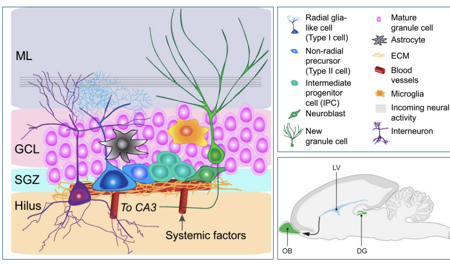 <p>neuroblasts</p>