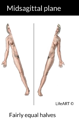 <p>Midsagittal plane</p>