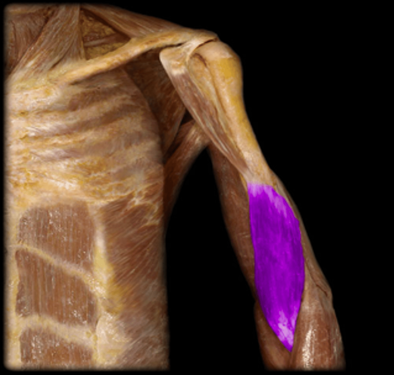 <p>elbow flexion</p>