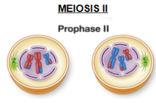 <ol><li><p>follows cytokinesis</p></li><li><p>meiosis II is almost identical to mitosis</p><ol><li><p>however, the <strong><u><mark data-color="yellow" style="background-color: yellow; color: inherit;">starting cells are haploid</mark></u></strong><mark data-color="yellow" style="background-color: yellow; color: inherit;"> (not diploid)</mark></p></li><li><p>the resulting daughter cells from meiosis will only get <strong><u>one copy of each chromosome</u></strong></p></li></ol></li></ol><p></p>
