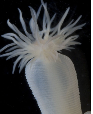 <p>Peanut worms. Feed by protruding their introvert (stomach) </p>