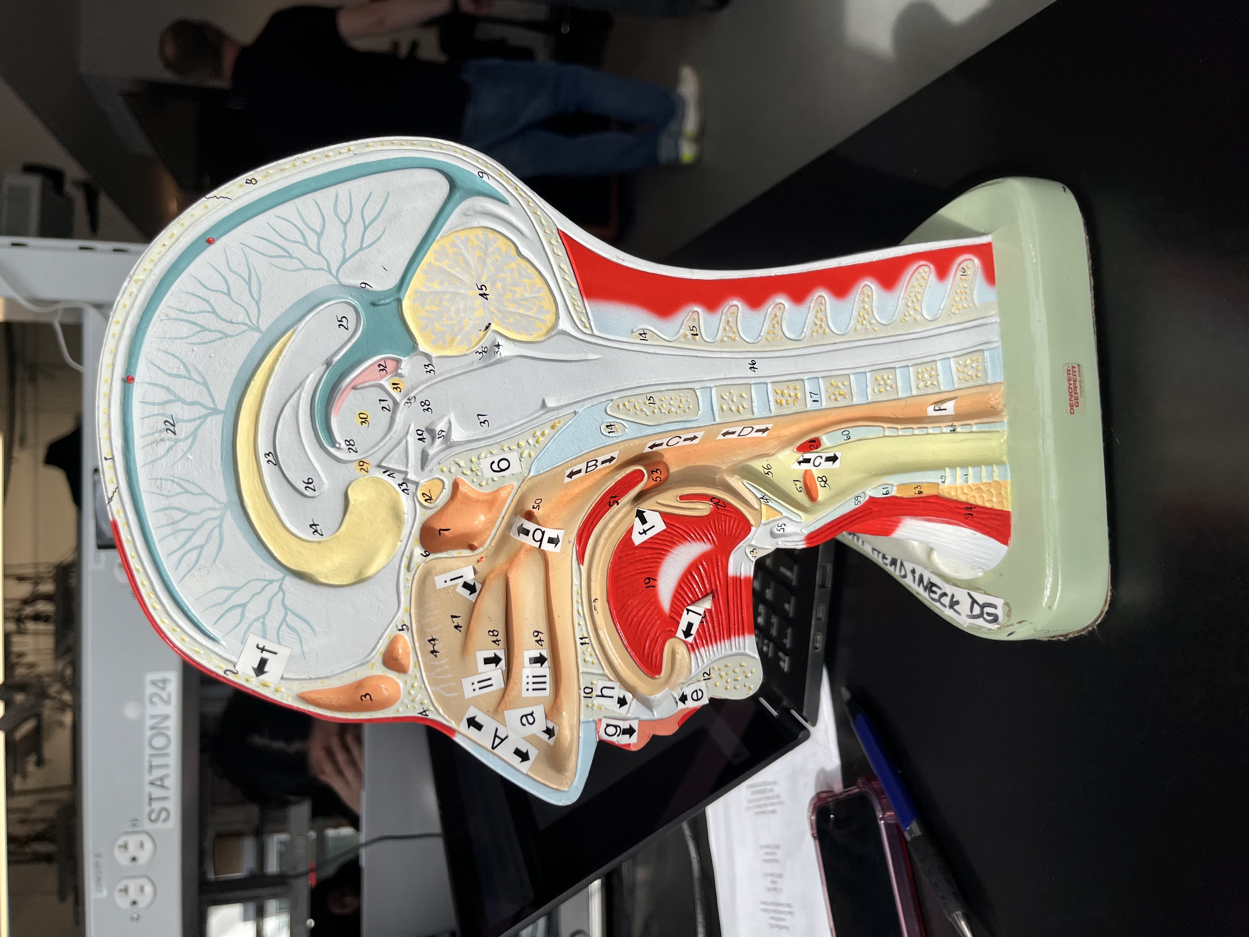 <p>f (identification only)</p>