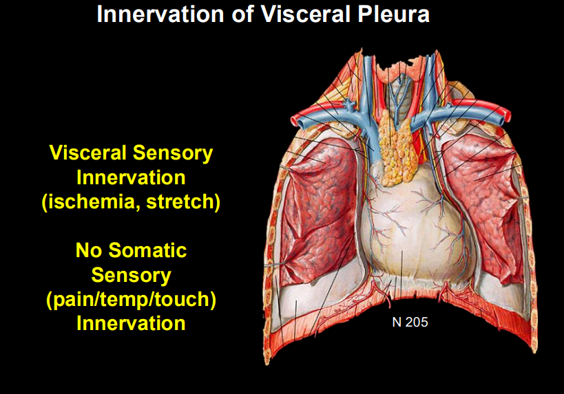 <ul><li><p>visceral sensory innervation (ischemia aka reduced O2 & blood flow and stretch)</p></li><li><p>no somatic sensory (pain, temp, touch) innervation </p></li></ul><p></p>
