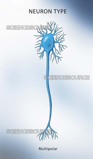 <p>motor neurons; most numerous in the CNS</p>