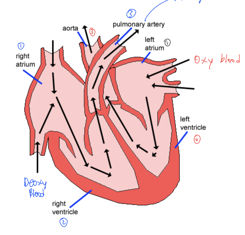 <p>What are the Components of the Heart/which way does blood flow?</p>