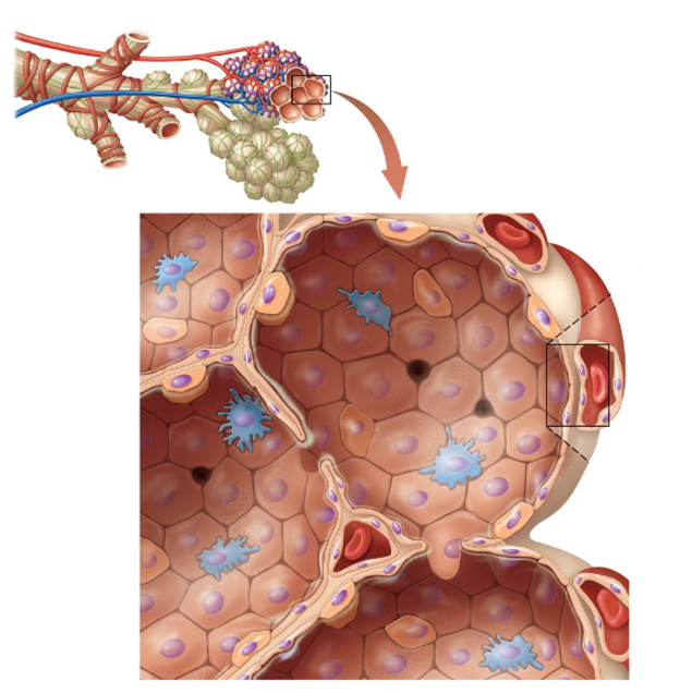 <p>Round, thin-walled “bubble”-like chambers that are the final destination for inspired air within the respiratory tract. </p><ul><li><p>Structure increases surface area → increasing gas exchange efficiency</p></li><li><p>Made of three different cell types:</p><ul><li><p>Type I Alveolar Cells</p></li><li><p>Type II Alveolar Cells</p></li><li><p>Alveolar Macrophages</p></li></ul></li></ul><p></p>