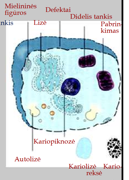 <ul><li><p><strong>branduolio chromatino negrižt. pakitimai</strong></p></li><li><p><strong>membranos fragmentacija</strong></p></li><li><p>formuojasi meilininės figūros</p></li><li><p>ET degradacija</p></li><li><p>pabrinkimas</p></li></ul><p></p>