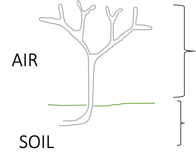 <ol><li><p><span style="font-family: "Calibri Light";">Air: Light, can make glucose (photosynthesis) and convert it to sucrose, but water is limiting</span></p></li><li><p><span style="font-family: "Calibri Light";">Soil: Water is abundant in the soil, but no light, and tissues require food</span></p></li></ol><p></p>