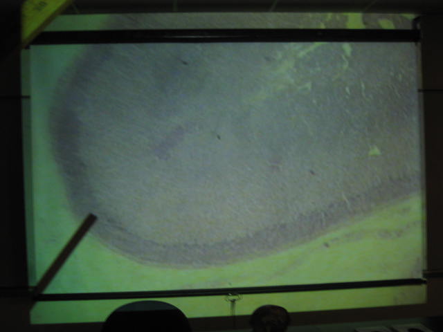 <p>Identify?</p><p>Lab Image 6-11</p>