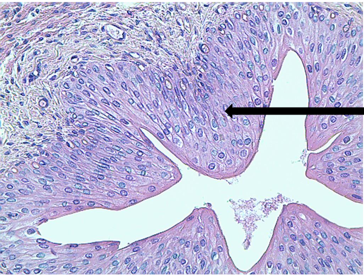 <p>what tissue is this? </p>