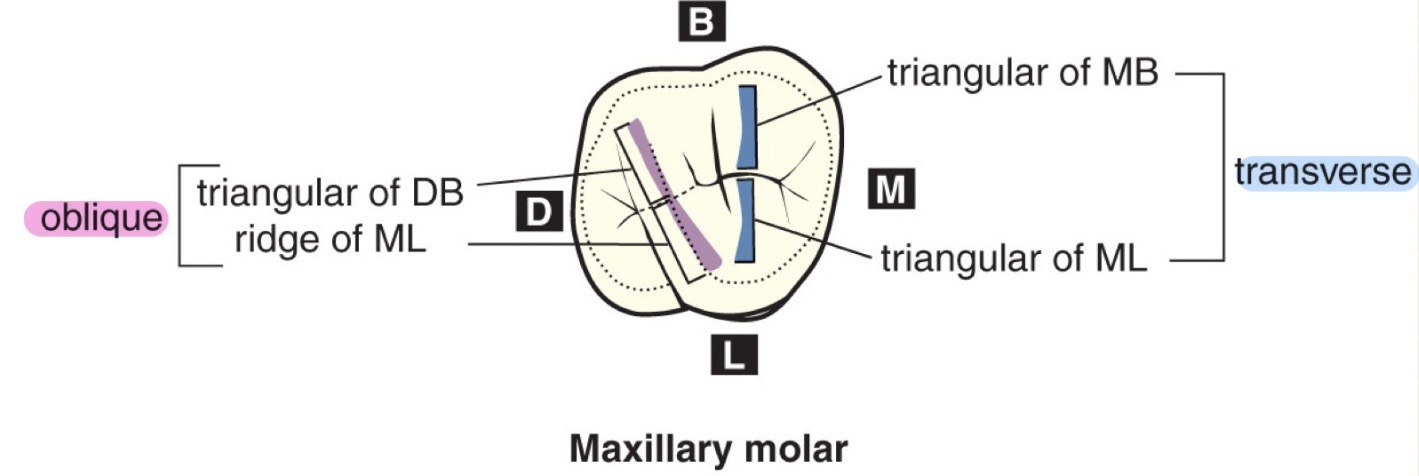 <p>Maxillary molars only. Union of distobuccal cusp and the distal cusp ridge of the mesiolingual cusp</p>
