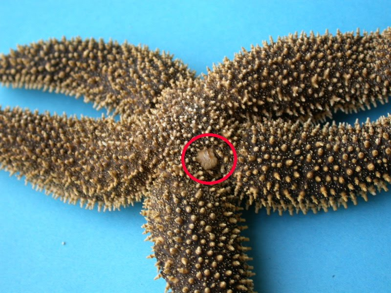 <p>a porous, sieve-like plate found on echinoderms (such as sea stars, sea urchins, and sand dollars) that acts as a pressure-equalizing valve</p>