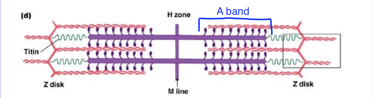 <p>Dark band under microscope; Contains <strong><u>both</u></strong> actin &amp; myosin in the sarcomere</p>