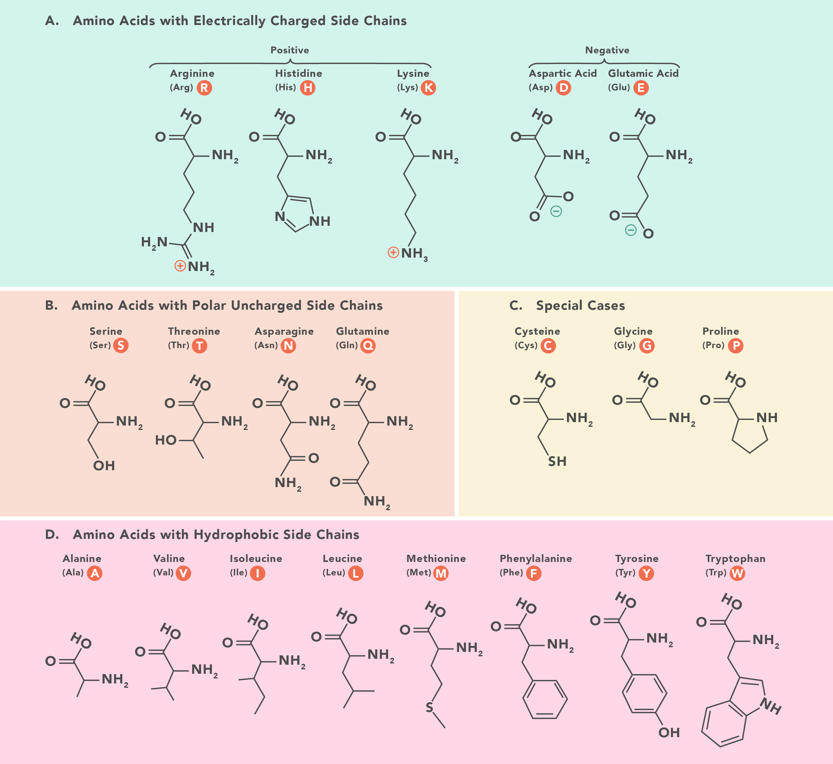 <p>Amino Acids</p>