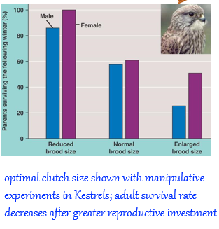 <ul><li><p>egg-laying interval constrained:</p><ul><li><p>time required to produce the egg (about 24 hours)</p></li><li><p>need to reduce weight for flight</p></li></ul></li><li><p>can adjust egg size and number </p><ul><li><p>increase volume of eggs when mated with low-quality male</p></li><li><p>clutch sizes vary between and within species</p></li><li><p>clutch size should maximize lifetime reproductive success</p></li></ul></li></ul><p></p>