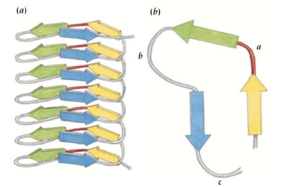 <p>A beta protein motif.</p><ul><li><p>Strands wind in a helical fashion to form a triangular prism</p></li><li><p>“Toblerone” motif</p></li></ul><p></p>