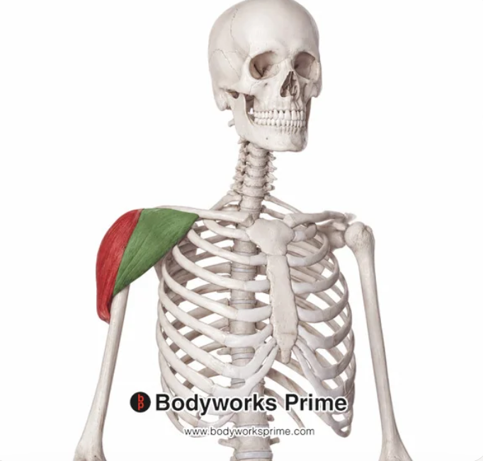 <p>Name this muscle</p>