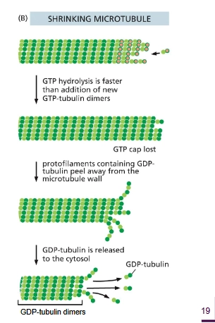 <p>GTP hydrolysis is faster than the addition of αβ-tubulin dimers, the GTP cap is lost. The microtubule disassembles due to weaker binding.</p>