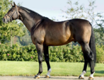 <p>welk type paard is dit</p>