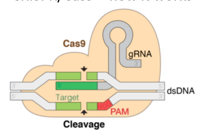 <p>how does CRIPSR/ Cas9 work</p>
