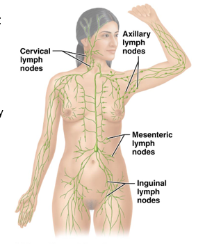 <p>Small, vaguely bean-shaped clusters of lymphatic tissue located along lymphatic vessels throughout the body</p><ul><li><p>Limit the spread of pathogens through the body by acting as filters.</p><ul><li><p>Trap pathogens and prevent them from traveling elsewhere</p></li></ul></li><li><p>Specific clusters include:</p><ul><li><p>Axillary Lymph nodes (in axillae, under armpit)</p></li><li><p>Cervical Lymph nodes (in neck)</p></li><li><p>Inguinal Lymph nodes (in the groin)</p></li><li><p>Mesenteric Lymph nodes (in abdominal cavity)</p></li></ul></li><li><p>Normally, they are small and barely distinguishable </p><ul><li><p>Become swollen when inflamed</p></li></ul></li></ul><p></p>